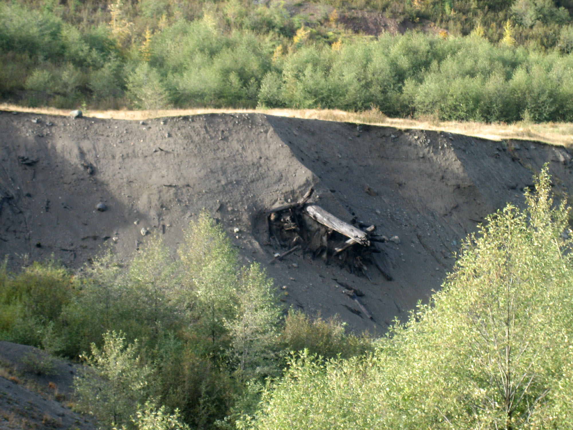 buried logs